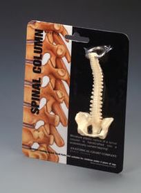 Spine Key Ring