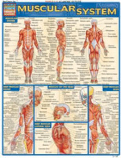 MUSCULAR SYSTEM