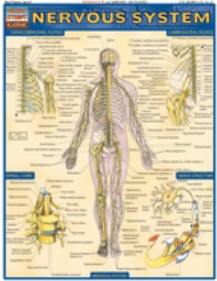 NERVOUS SYSTEM
