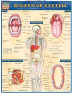 DIGESTIVE SYSTEM