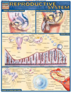REPRODUCTIVE SYSTEM